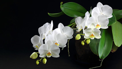 orchid white flower and bud