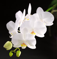 orchid white flower and bud