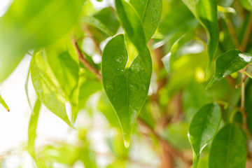 green leaves background in sunny day