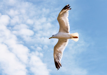 seagull flying in the sky