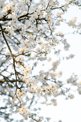 on the crown of the plum tree, there are many white, delicate flowers that bloomed in early spring.in the rays of the setting sun. seasonal trend.natural concept. in botanical garden