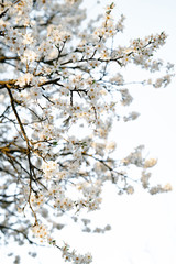 on the crown of the plum tree, there are many white, delicate flowers that bloomed in early spring.in the rays of the setting sun. seasonal trend.natural concept. in botanical garden