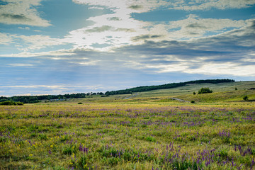Fototapeta na wymiar lavender field in the summer