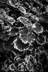 black and white leaves