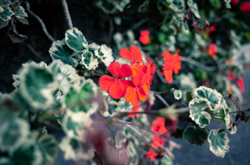 flowers in the garden