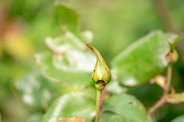 バラゾウムシに食害されたバラの蕾　害虫の被害　バラの育成