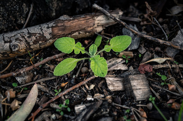 Green plant in the forest