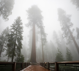 Mariposa Grove of Giant Sequoias in Yosemite