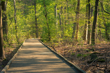 Fototapeta premium Wooden, elevated walkway throug the forest of Mastenbos in Kapellen, Belgium
