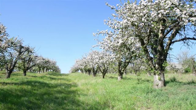 Spring apple orchard trees during sunny day