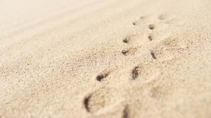 Fototapeta na wymiar drawings in the sand, sand, footprints in the sand,