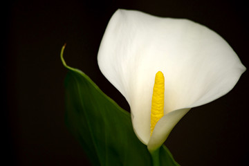 カラーという名前の花