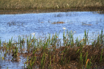 Obraz na płótnie Canvas Everglades wet land swamp natural landscape