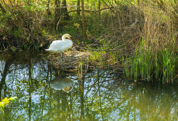 Swan tending eggs in nest by a river