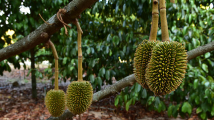 Durian screw
On the tree is a delicious fruit.