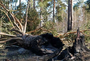 Fototapeta na wymiar Burnt fallen pine tree lies in the forest