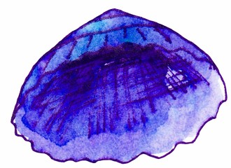Blue bright seashell. Color illustration on a white background.