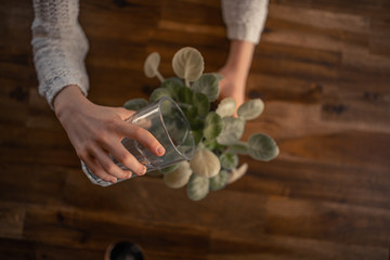 Beautiful 9 year old brunette girl watering plant showing love of nature