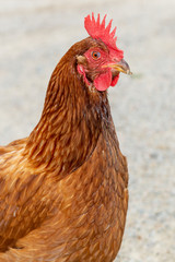Portrait of a hen
