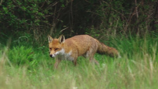 Red fox (Vulpes vulpes) walking in grassy field, Gloucestershire, UK