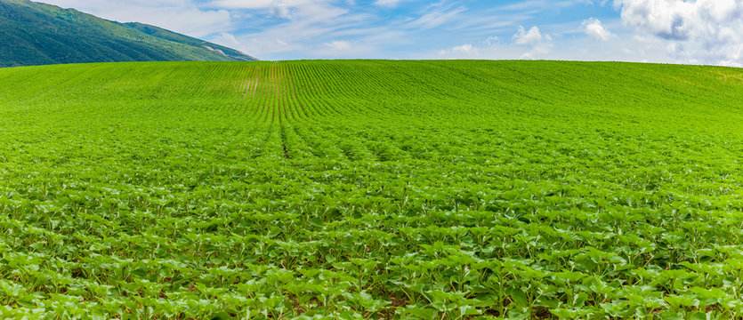 Tabakplantage bei Pamplona in Navarra