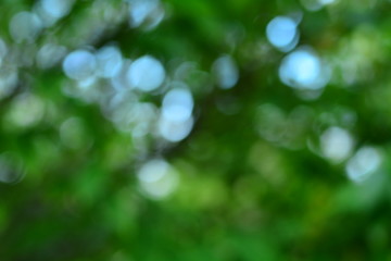 Blurry photo of green trees for background