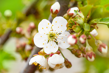 Obraz premium Bright flowers of fruit trees in the spring garden. Beautiful bright spring background. Spring garden. Close-up