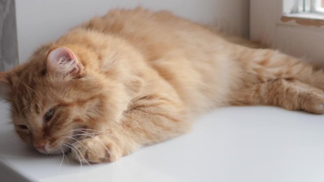 Cute ginger cat lying on window sill. Fluffy pet sits at home in quarantine without walking outside. Slow motion.