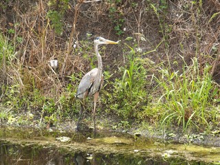 great blue heron in the marsh