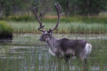 Deer © Grzegorz