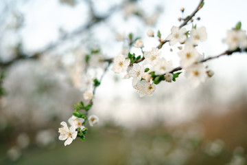 with a lot of white,delicate cherry blossom flowers. branches of a blooming plum tree on background of green grass in light of setting sun. huge blooming tree. seasonal trend.natural concept.