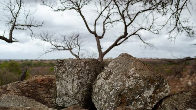 Slow linear vertical dolly timelapse of granite rock boulders focus-pull to show landscape in distance, dry bushveld wilderness with trees, grass, Africa landscape in nature reserve, cloudy day.