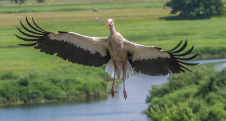 Flying Stork © Grzegorz
