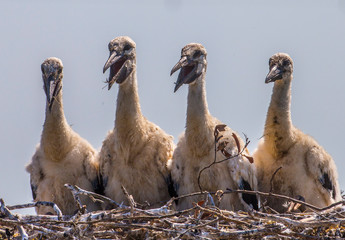 Young Storks © Grzegorz