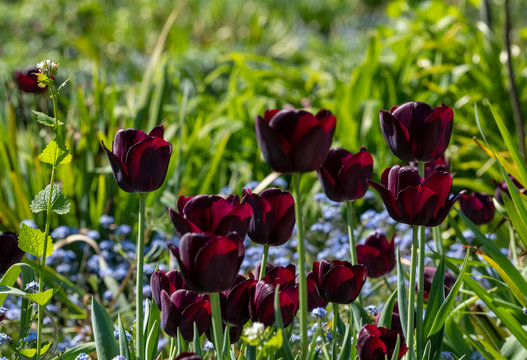 Black tulips in the spring sunshine photographed at the historic walled garden at Eastcote House Gardens, London Borough of Hillingdon, UK. The garden is looked after by community volunteers.