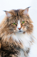 Maine Coon mâle adulte de face