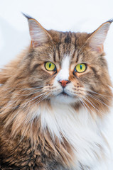 Maine Coon mâle adulte de face