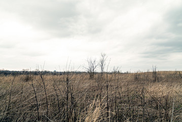 Early Spring Dead Meadow