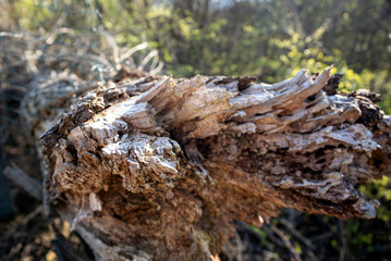 Fototapeta na wymiar Broken Tree Stump Detail Macro Close Up