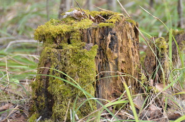 on the stump