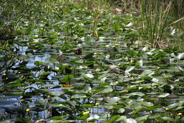 Water lilies in everglades wetland waters