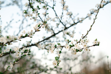 Obraz premium with a lot of white,delicate cherry blossom flowers. branches of a blooming plum tree on background of green grass in light of setting sun. huge blooming tree. seasonal trend.natural concept.