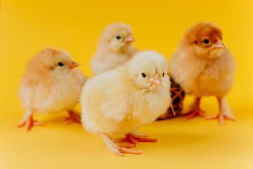 Yellow cute small four chicks sitting in nest near eggs on yellow background. Concept of easter postcard. Organic meat and egg on farm.