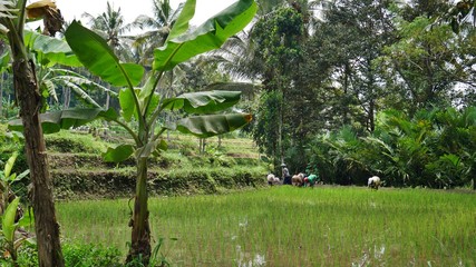 Rice Terrace in Ubud during harvest , Bali, Indonesia