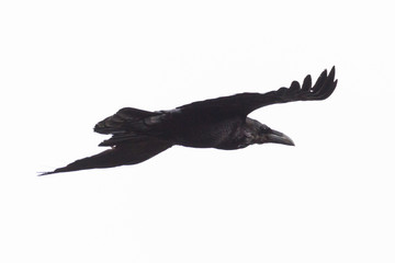 detailed side view flying black northern raven (corvus corax) in white sky