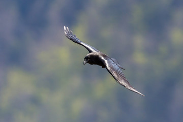 front view flying black northern raven (corvus corax) with green forest
