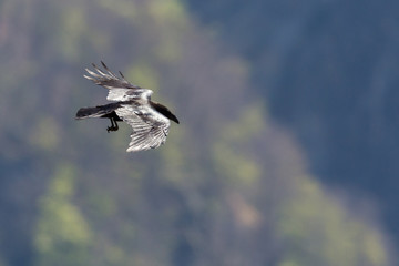 black northern raven (corvus corax) in flight in front of green forest