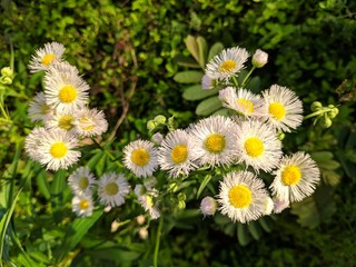 daisies in a field in sunny afternoon
