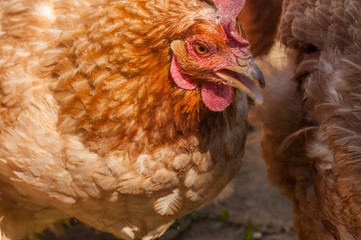 Chickens in the yard eat grass. Domestic animals.