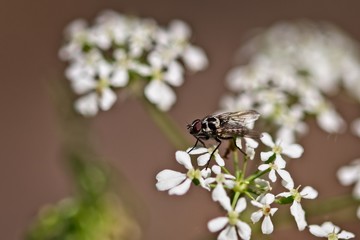 Fly anthomyia procellaris on a flower